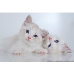 Najpiękniejszy kot świata. Poznaj najładniejsze koty – top 10 ras