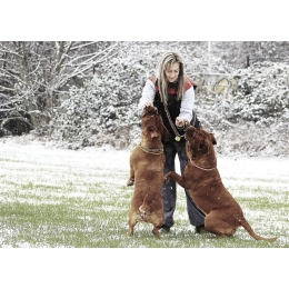 Jaki jest największy pies na świecie? Które rasy psów uznaje się za duże?