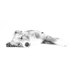 Krótkotrwały niedowład u psa – co może za niego odpowiadać?