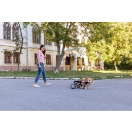 Niepełnosprawny pies - jak zrobić wózek rehabilitacyjny dla psa?