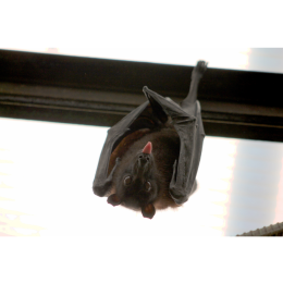 Nietoperz - nocny łowca. Najważniejsze informacje o gatunku