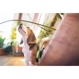 Pies nie trzyma moczu? Sprawdź co to może oznaczać