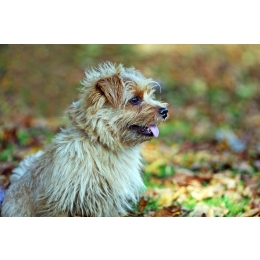 Norfolk terrier, czyli najmniejszy terrier na świecie. Encyklopedia psów
