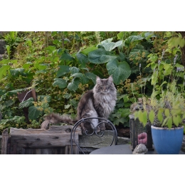 Kot norweski leśny – najważniejsze informacje o rasie