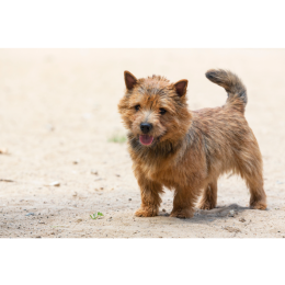 Norwich terrier - encyklopedia ras psów
