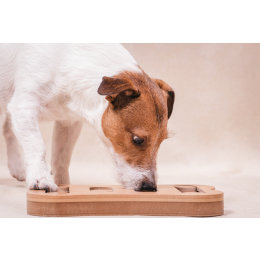 Nosework, czyli czy twojemu psu spodoba się praca węchem?