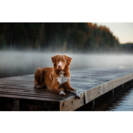 Nova Scotia duck tolling retriever (Retriever z Nowej Szkocji) – Encyklopedia psów