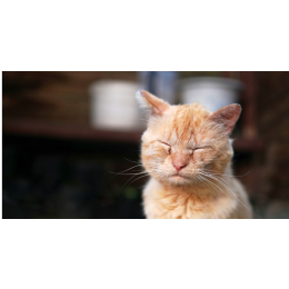 Nużyca u kota - objawy, przyczyny, leczenie