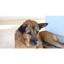 Nużyca u psa - objawy, leczenie i profilaktyka