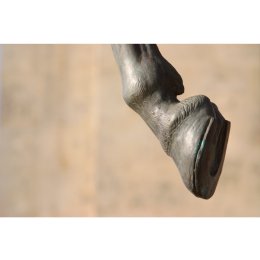 Ochwat u konia - objawy, przyczyny i leczenie choroby