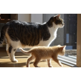 Podstawowe informacje na temat ciężarnych kotek