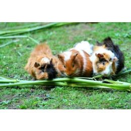 Najczęstsze odgłosy świnek morskich - mowa kawii domowej