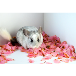 Jak interpretować odgłosy szynszyli?