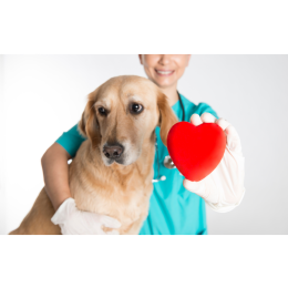 Wszystko, co musisz wiedzieć na temat odporności organizmu swojego pupila