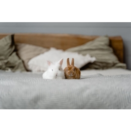 Robaki u królika – kiedy przeprowadzić odrobaczanie królika i jakie są na to metody?