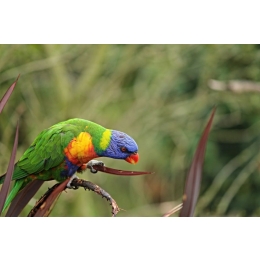 Pasożyty u papug i schemat odrobaczania ptaków