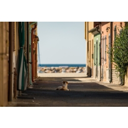 Zaginął pies - co robić? Jak napisać ogłoszenie?