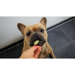 Czy pies może jeść ziemniaki? Jakie warzywa mogą znaleźć się w diecie psa?