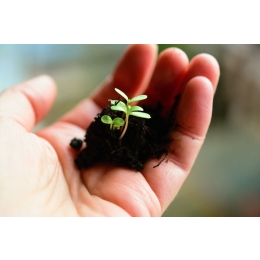 Co siejemy w marcu? Poradnik ogrodnika