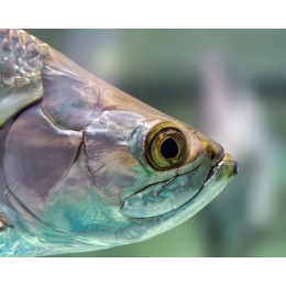 Czy ryby widzą wodę i kolory? Budowa rybiego oka