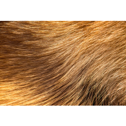 Co to jest podszerstek i jak o niego zadbać? Jakie są rodzaje włosów?