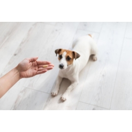 Olej CBD dla psa – działanie oleju z konopi