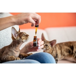 Poznaj olej konopny CBD dla kota