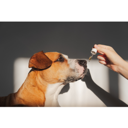 Olej kokosowy, z łososia, parafinowy - który olej dla psa jest najlepszy?