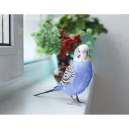 Opieka nad papugami podczas wakacji