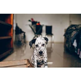 Osowiały i smutny pies – jakie mogą być tego przyczyny?