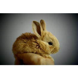 Jak oswoić królika? Socjalizacja królika z psem i kotem