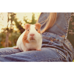 Jak długo oswaja się świnka morska? 4 kroki budowania relacji