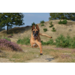 Owczarek belgijski (Malinois) - poradnik i charakterystyka rasy