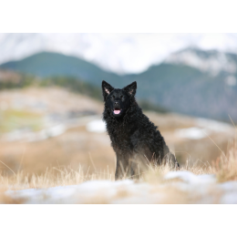 Owczarek chorwacki (Croatian sheepdog) - encyklopedia ras psów