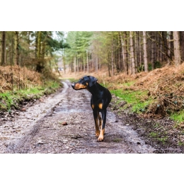 Owczarek francuski Beauceron – Encyklopedia psów