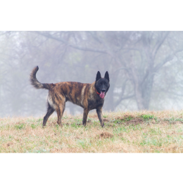 Owczarek holenderski (Dutch Shepherd) - Encyklopedia ras psów