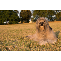 Owczarek kataloński (Perro de pastor catalan) - encyklopedia ras psów