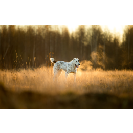 Owczarek środkowoazjatycki (Ałabaj) – najważniejsze informacje o rasie