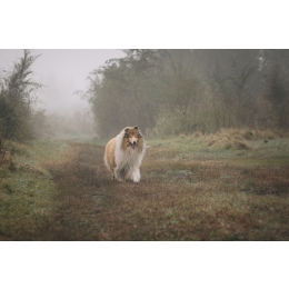 Owczarek szkocki (Collie) – charakterystyka, pielęgnacja, zdrowie – Encyklopedia psów