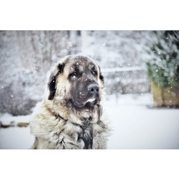 Owczarek kaukaski - najważniejsze informacje o rasie