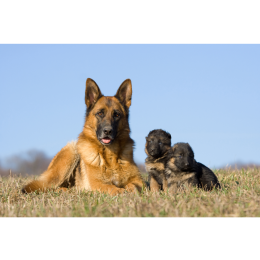 Grupa I Sekcja 1 w FCI: Owczarki - poznaj cechy tej grupy psów