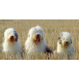 Owczarek staroangielski bobtail - encyklopedia ras psów