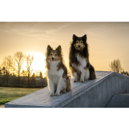 Owczarek szetlandzki, czyli Sheltie – encyklopedia ras psów