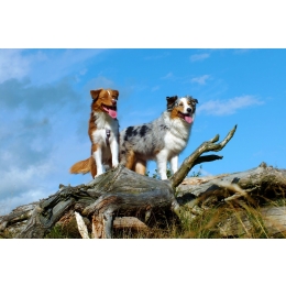 Owczarek australijski (Australian Shepherd) – charakterystyka, pielęgnacja, zdrowie (Encyklopedia psów)