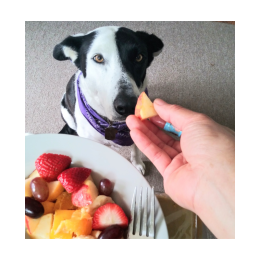 Owoce dla psów – letnie truskawki, maliny i inne, które są najlepsze dla psa?