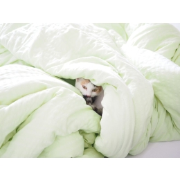 Pasożyty u zwierząt – owsiki w kale u psa i u kota?