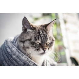 Atak padaczki u kota – jak pomóc kotu z epilepsją?