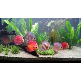 Paletki ryby (dyskowce) – najważniejsze informacje o gatunku