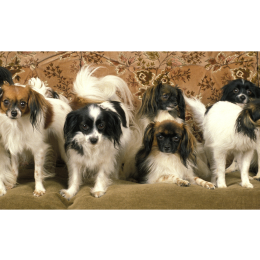 Spaniel kontynentalny miniaturowy papillon i phalene – poznaj małe, łaciate łobuzy