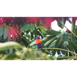 Gadająca papuga – które gatunki potrafią mówić najlepiej?